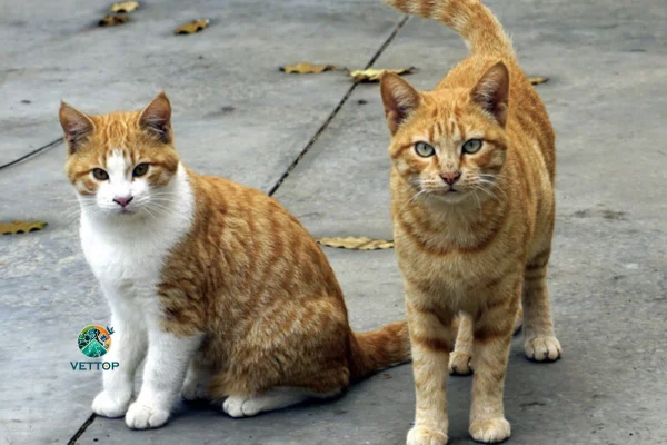 Em quanto tempo o gato entra no cio? 2vettop% Em quanto tempo o gato entra no cio?