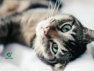 Em quanto tempo o gato entra no cio?