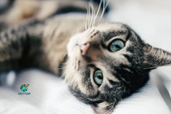 Em quanto tempo o gato entra no cio?