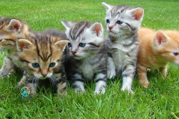 Gata no cio pode tomar anticoncepcional?