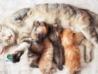 Gata no cio pode tomar anticoncepcional?
