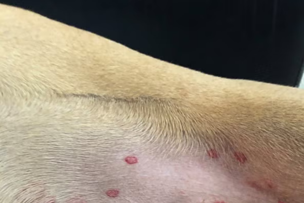 Manchas vermelhas na pele do cachorro - o que pode ser? 2vettop% Manchas Vermelhas na Pele do Cachorro (1)