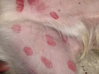 Manchas Vermelhas na Pele do Cachorro (2) (1)