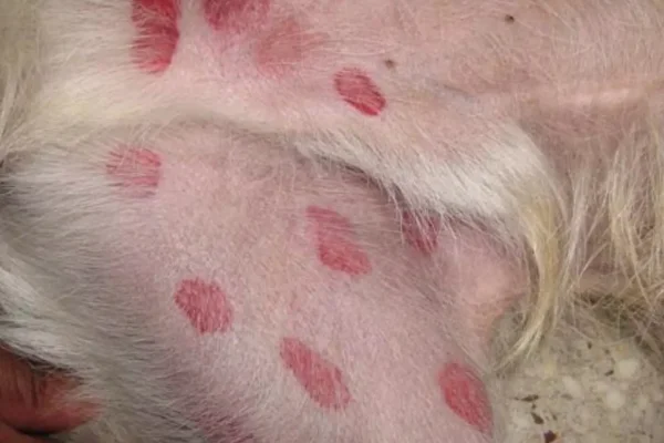 Manchas vermelhas na pele do cachorro – o que pode ser?