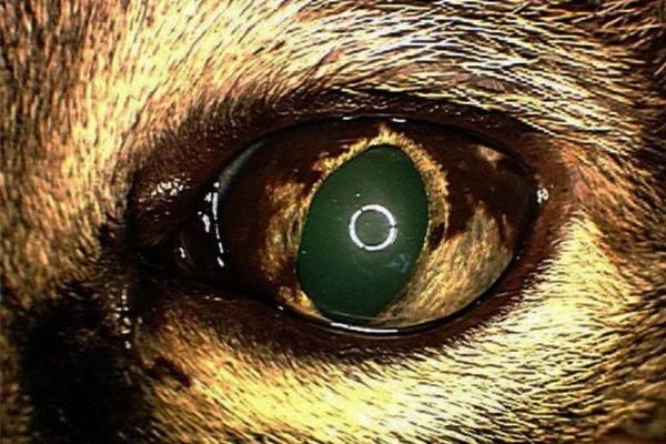 Melanoma em Gatos
