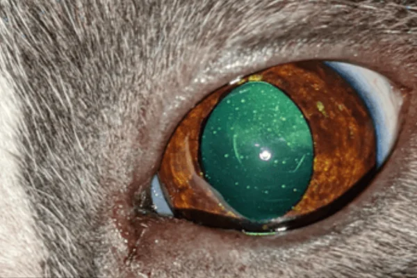 Melanoma em Gatos 2vettop% Melanoma em Gatos