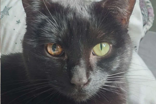 Melanoma em Gatos 1vettop% Melanoma em Gatos