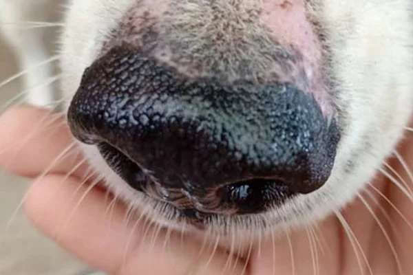 Meu Cachorro Está com Catarro? 1vettop% Meu Cachorro Está com Catarro