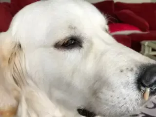 Meu Cachorro Está com Catarro?