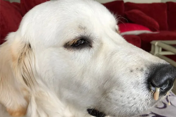 Meu Cachorro Está com Catarro?