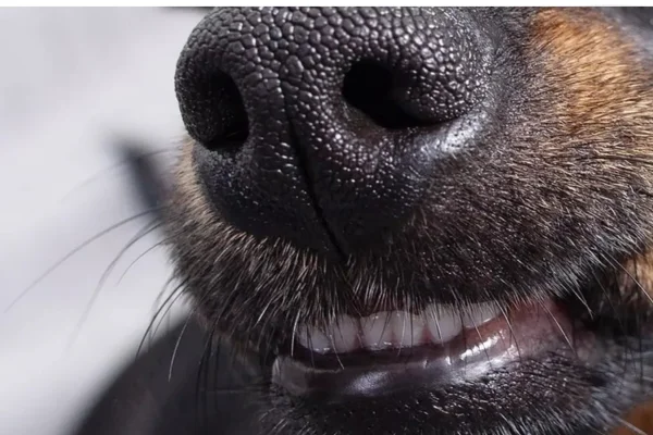 Meu Cachorro Está com Catarro? 2vettop% Meu Cachorro Está com Catarro? - Como médico veterinário com mais de 15 anos de experiência, já atendi inúmeros casos de cães com secreção nasal, popularmente chamada de "catarro