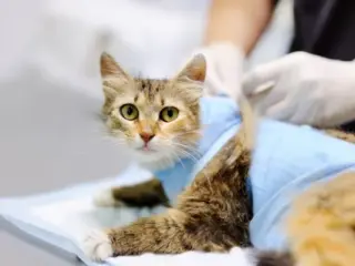 Pode castrar gata no cio?
