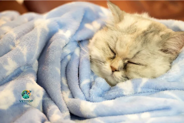 Pode cobrir gato para dormir? 1vettop% Pode cobrir gato para dormir?