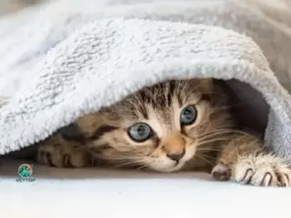 Pode cobrir gato para dormir?