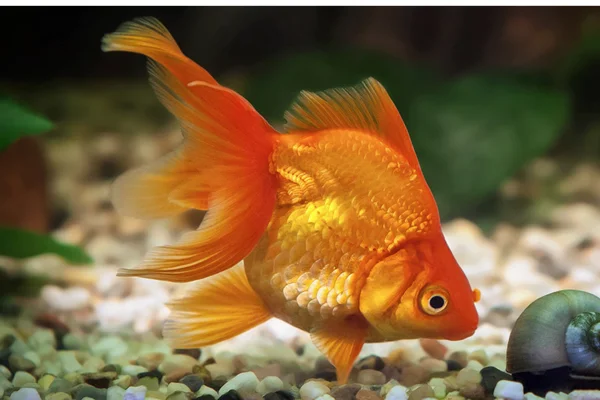 Quanto tempo vive um peixe de aquário? 1vettop% Kinguio