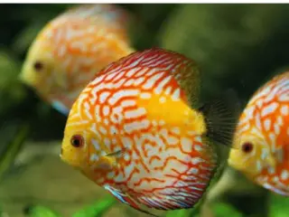 Quanto tempo vive um peixe de aquário?