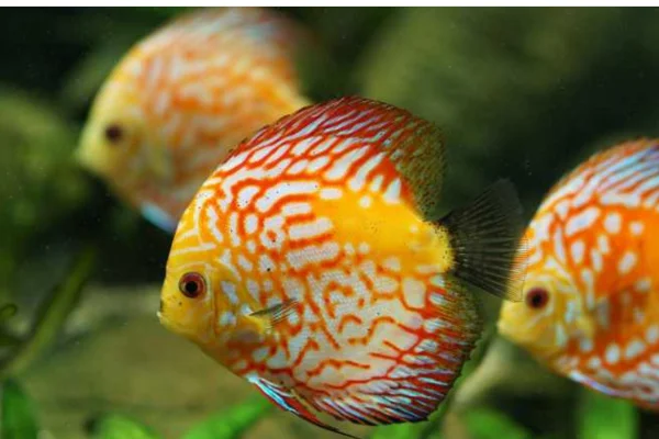 Quanto tempo vive um peixe de aquário?