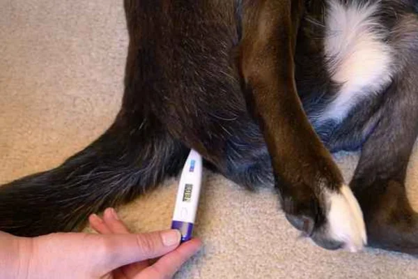Temperatura Corporal Canina 1vettop% Temperatura Corporal Canina