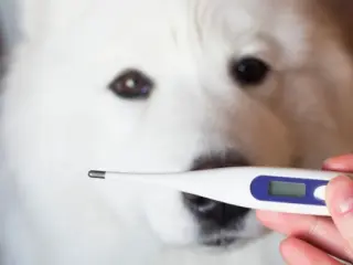 Temperatura Corporal Canina