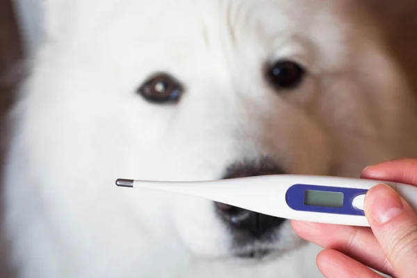 Temperatura Corporal Canina
