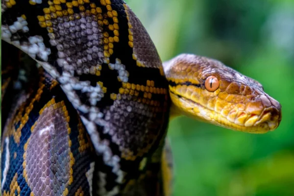 Tipos de cobras não venenosas 1vettop% Tipos de cobras não venenosas