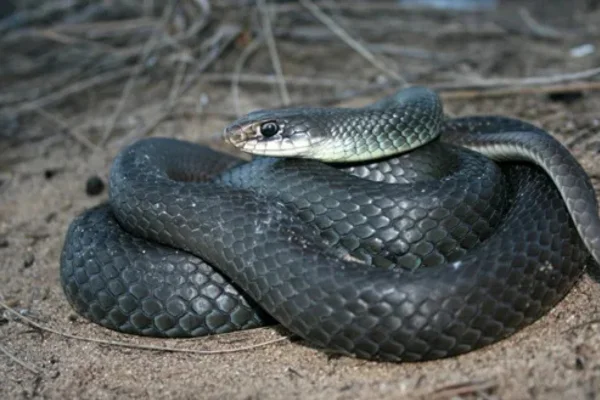 Tipos de cobras não venenosas 2vettop% Tipos de cobras não venenosas