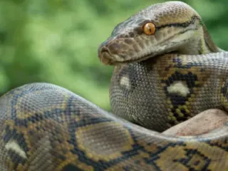 Tipos de cobras não venenosas