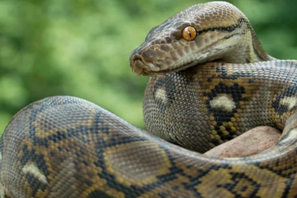 Tipos de cobras não venenosas