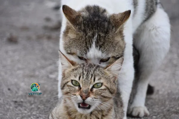 como saber se a gata cruzou 2vettop% como saber se a gata cruzou
