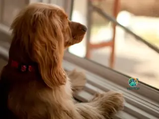 você nunca deve fazer com seu cachorro