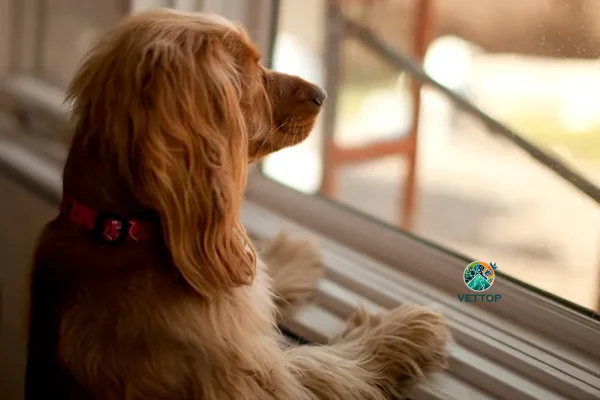 você nunca deve fazer com seu cachorro