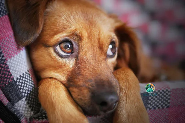 você nunca deve fazer com seu cachorro 2vettop% você nunca deve fazer com seu cachorro