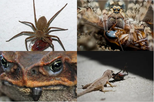 Animais que Comem Baratas 2vettop% Animais que Comem Baratas