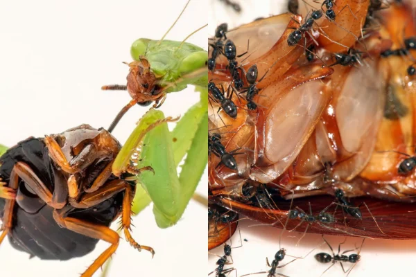 Animais que Comem Baratas 3vettop% Animais que Comem Baratas