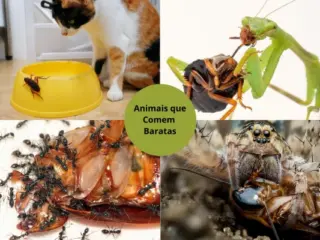 Animais que Comem Baratas