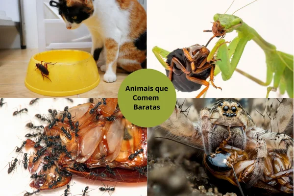 Animais que Comem Baratas