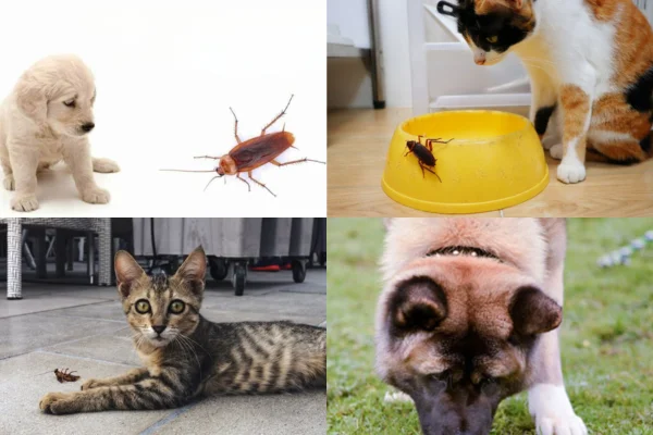 Animais que Comem Baratas 1vettop% Animais que Comem Baratas