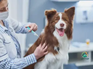 Cachorro Vacinado Pega Parvovirose?