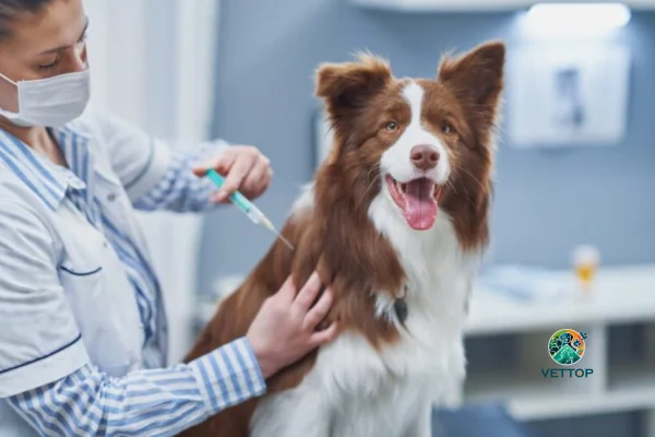 Cachorro Vacinado Pega Parvovirose?