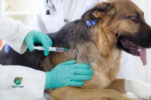Cachorro Vacinado Pega Parvovirose? 2vettop% Cachorro Vacinado Pega Parvovirose?