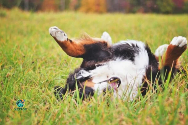 Cachorro com Cheiro de Carniça 2vettop% Cachorro com Cheiro de Carniça