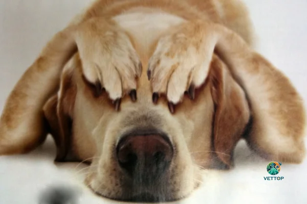 Cachorro com Cheiro de Carniça 1vettop% Cachorro com Cheiro de Carniça