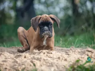 Cachorro com Cheiro de Carniça