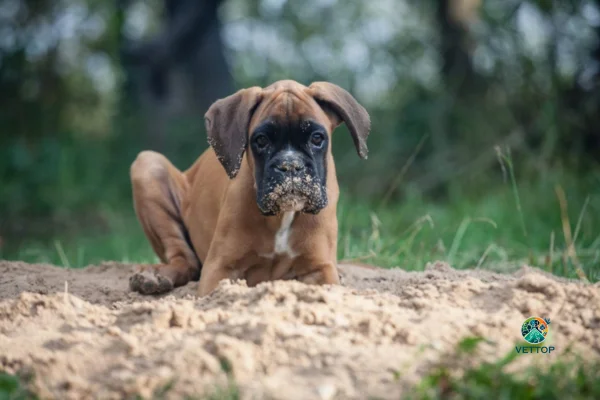 Cachorro com Cheiro de Carniça