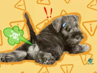 Cachorro com Gases