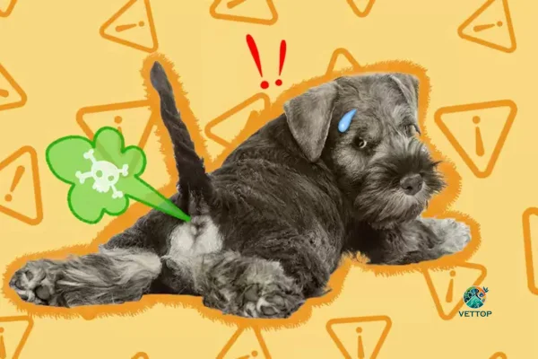 Cachorro com Gases