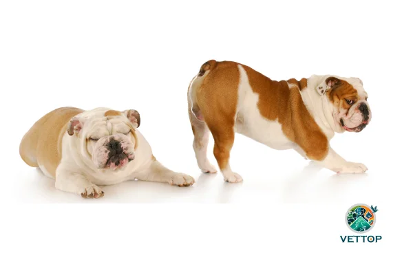 Cachorro com Gases 1vettop% Cachorro com Gases