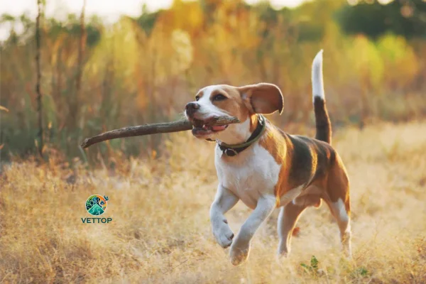 Colágeno para Cachorros 2vettop% Colágeno para Cachorros