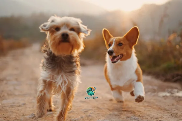 Colágeno para Cachorros 1vettop% Colágeno para Cachorros