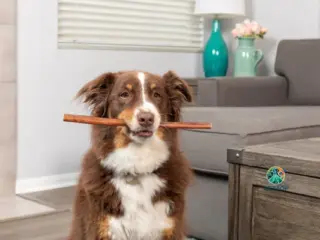Colágeno para Cachorros